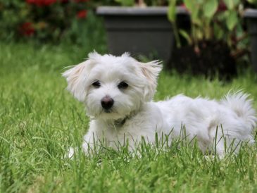 bichon maltais