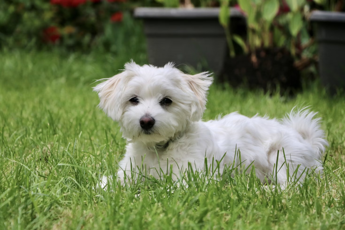 bichon maltais