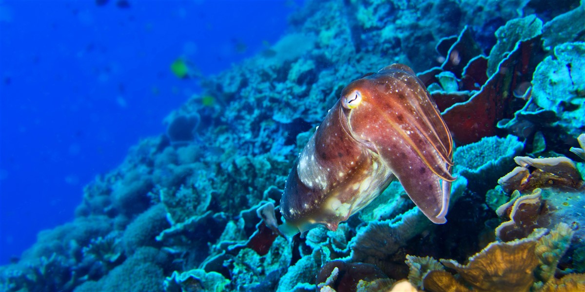 écosystèmes marins