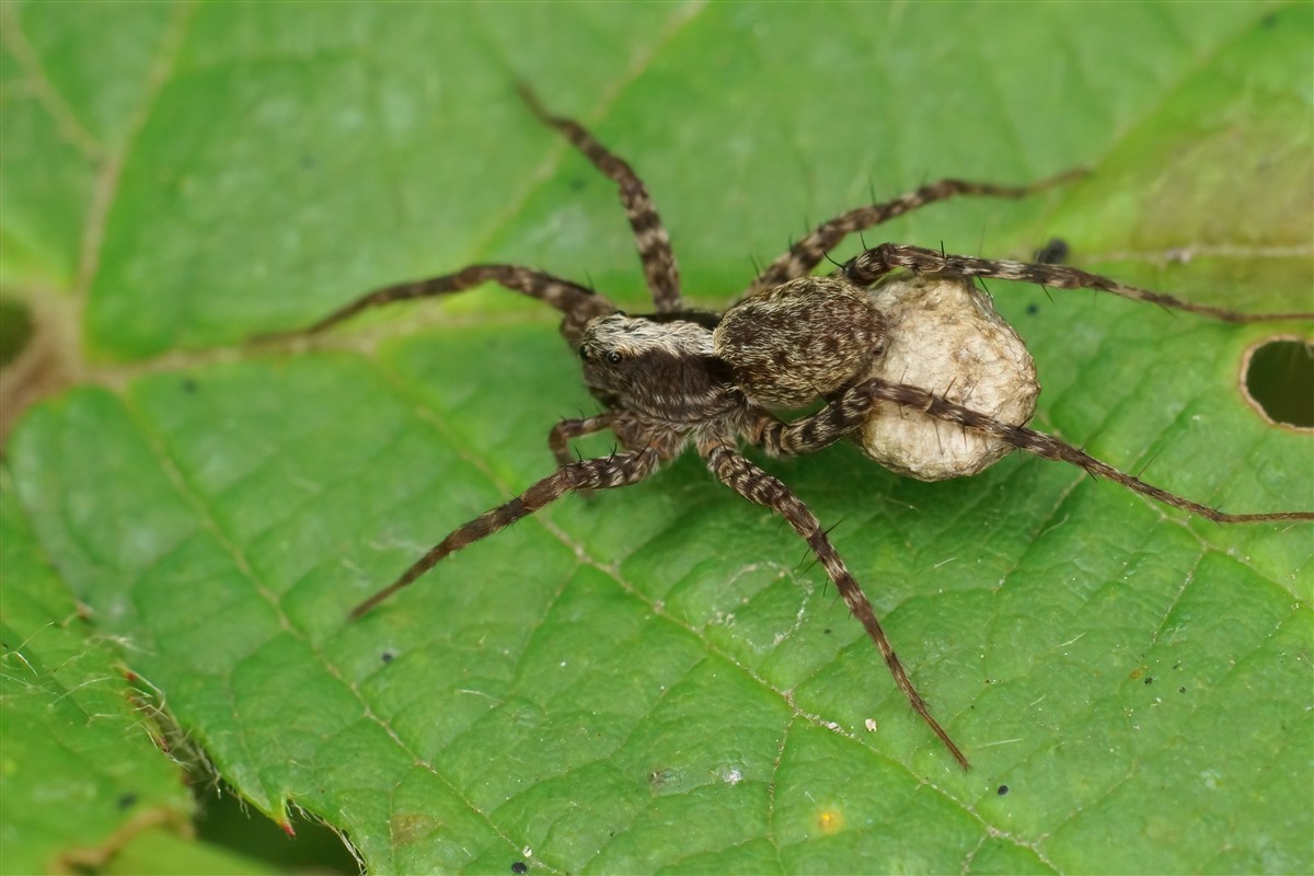 espèces d'araignées toxiques