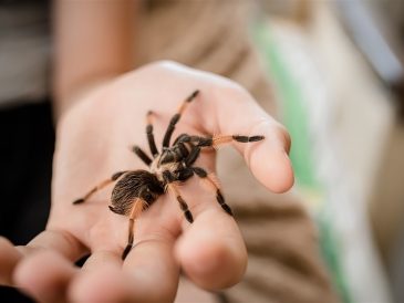 espèces d'araignées toxiques sur le territoire français