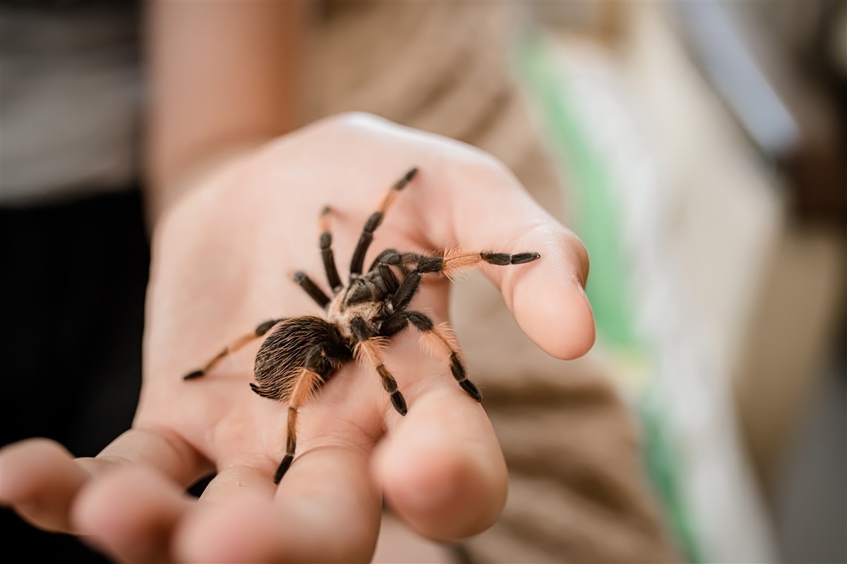 espèces d'araignées toxiques sur le territoire français