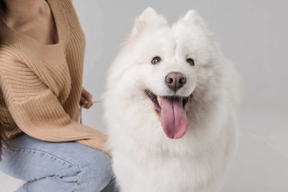 prix samoyede