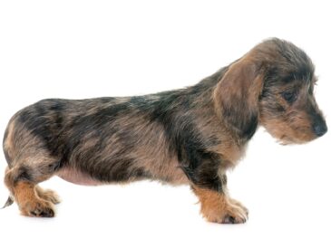 puppy Wire haired dachshund