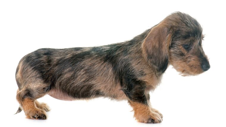 puppy Wire haired dachshund