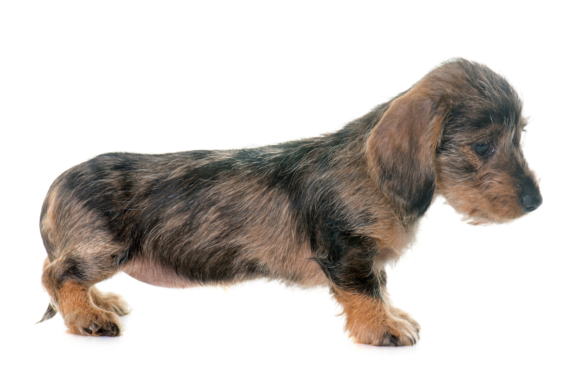 puppy Wire haired dachshund