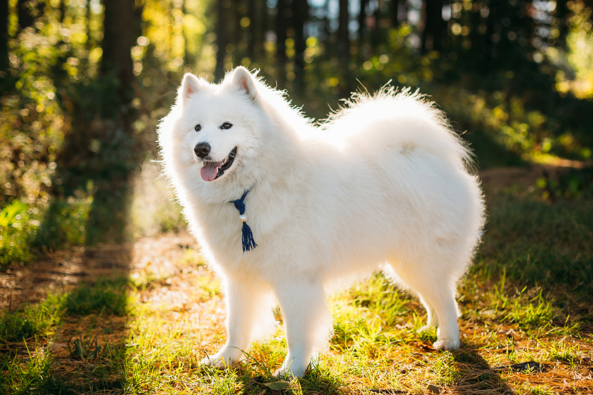 samoyede
