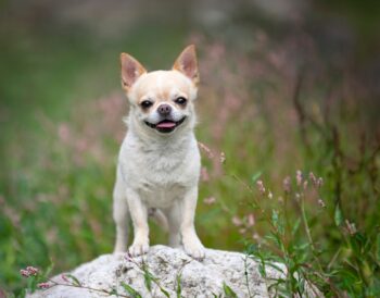 petit chien du monde