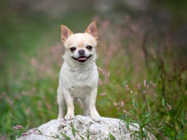 petit chien du monde