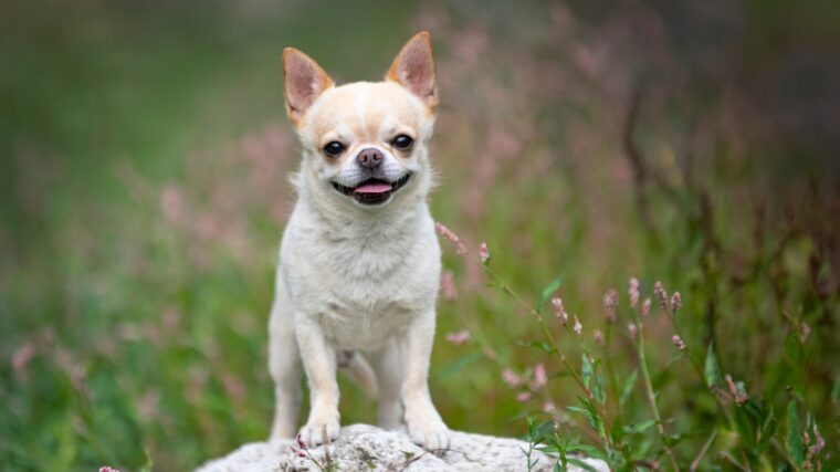 petit chien du monde