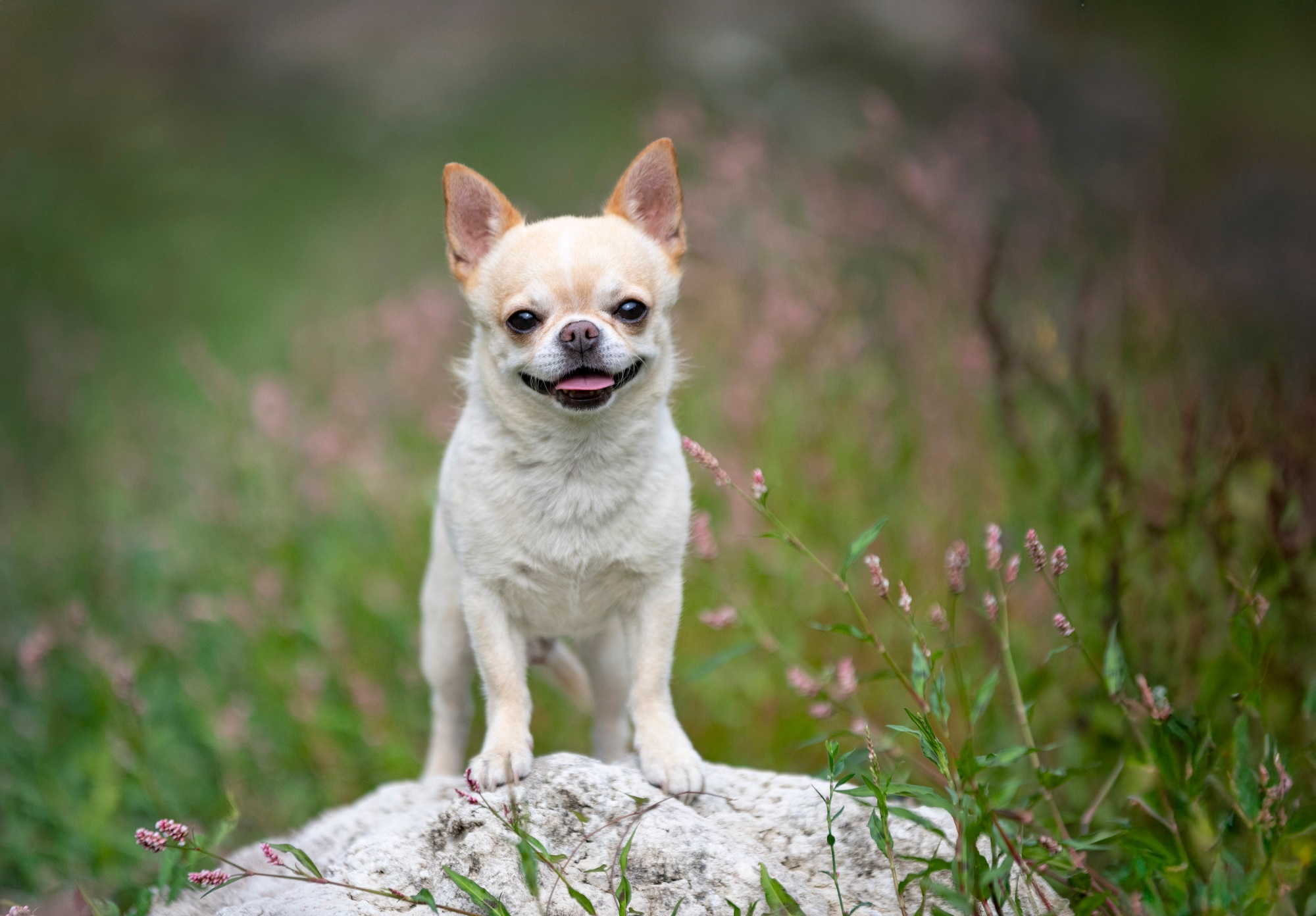petit chien du monde