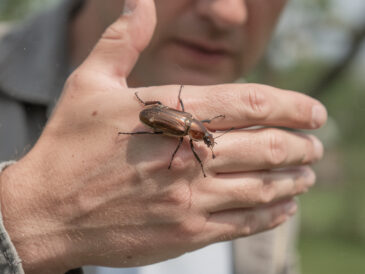 découvrez comment observer un hanneton porte-bonheur et profitez d'un instant magique rempli de chance et de bonnes vibrations.