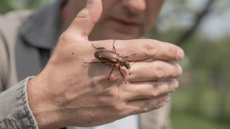 découvrez comment observer un hanneton porte-bonheur et profitez d'un instant magique rempli de chance et de bonnes vibrations.